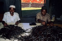 Agriculture;-Comoros-Archipelago;-Drying;-France;-Indian-Ocean;-Kaleidos;-Kaleidos-images;-Know-how;-La-parole-à-limage;-Laurent-Abad;-Mayotte;-Men;-Sorting;-Spice;-Stories-Pictures;-Vanilla